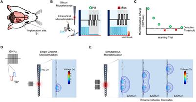 Reducing Behavioral Detection Thresholds per Electrode via Synchronous, Spatially-Dependent Intracortical Microstimulation